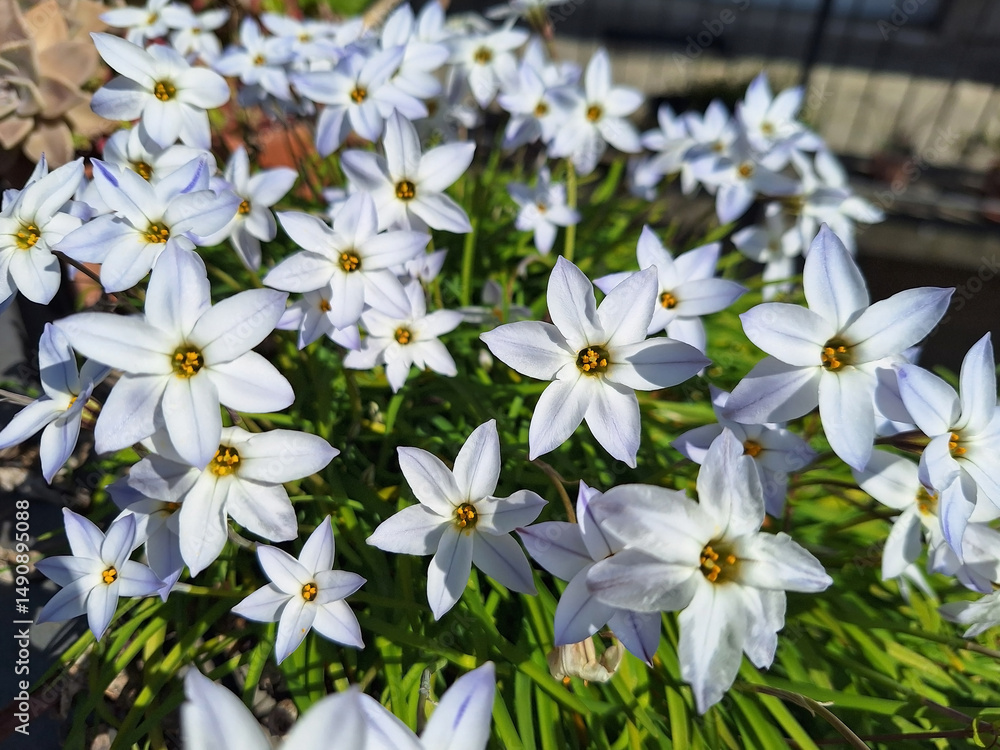 A bush of white flowers ipheion uniflorum or spring starflower blooms in a pot. A bush of white flowers ipheion uniflorum or spring starflower blooms in a pot.