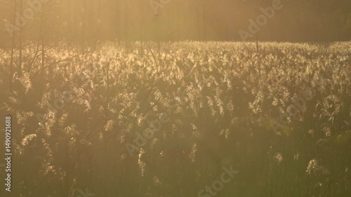 Beautiful spring sunset with dry leaves of reed grass, sunbeams at sunset.