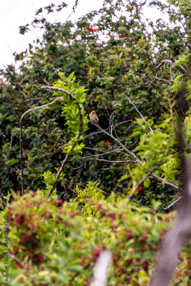 Fototapeta premium Pájaro posado en la rama de un árbol.