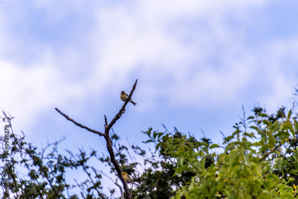 Obraz premium Pájaro posado en la rama de un árbol.