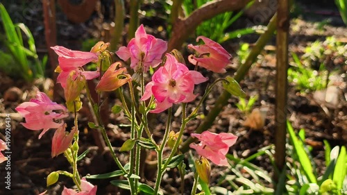A bunch of pink flowers that are in the grass