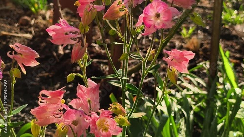 A bunch of pink flowers that are in the grass