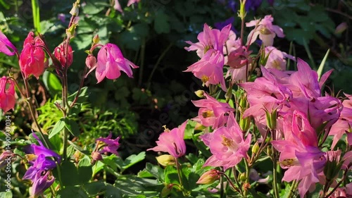 A bunch of pink and purple flowers in a garden
