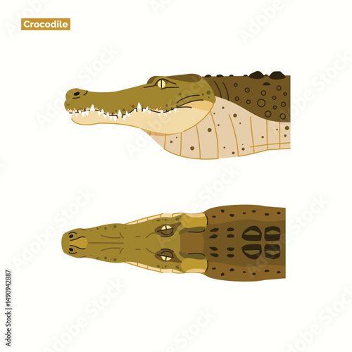 set of crocodile head illustrations isolated on white background with two views. dangerous exotic predator reptile