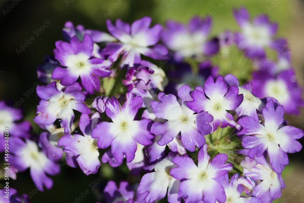 Obraz premium Giroflée des dunes