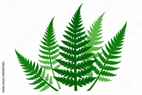 fern isolated on white