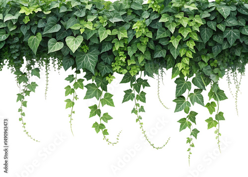 green vine leaves transparent background