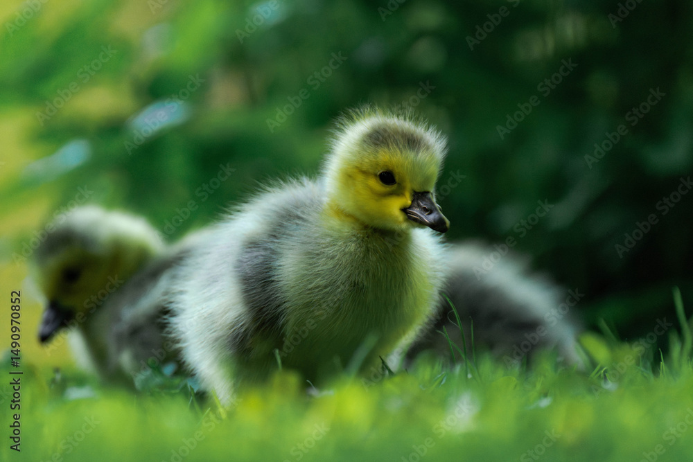 Canada geesling in the grass during summer. Canada geesling in the grass during summer.