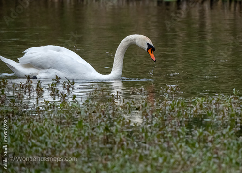 A floating swan is looking for something to eat in the pond