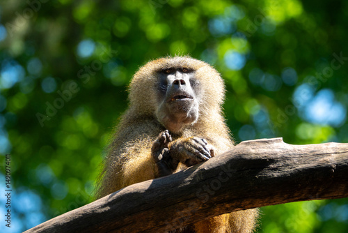 Photos portrait of a bamboo (Cercopithecidae)