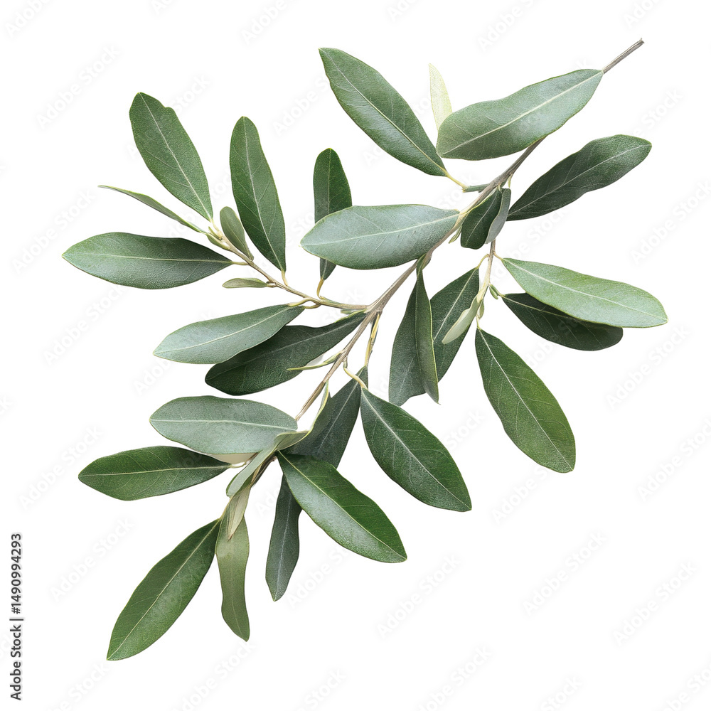 Fototapeta premium Olive Tree Leaves Isolated on white transparent background, cutout