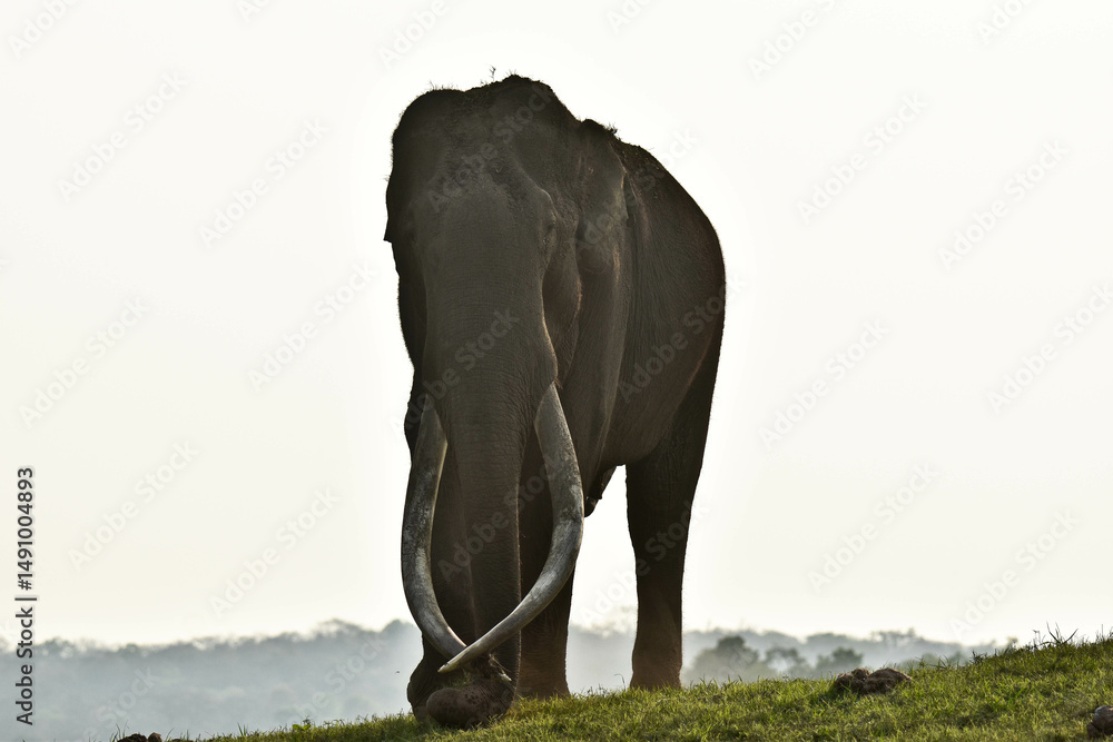 Obraz premium An old Elephant with long tusks