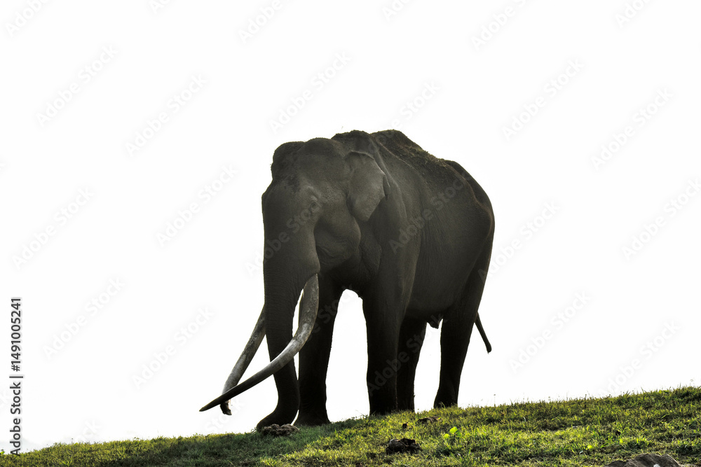 Fototapeta premium An old Elephant with long tusks