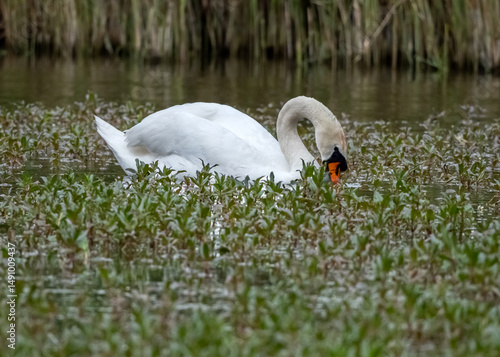 A floating swan is looking for something to eat in the pond
