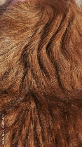 Girl combs a red and white Welsh Corgi Pembroke with a green silicone brush in a park. Close-up. A walk on a sunny day in a city park. Grooming concept, animal life
