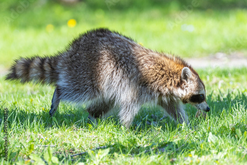 Wallpaper Mural American, northern or common raccoon (also spelled racoon) in spring Torontodigital.ca