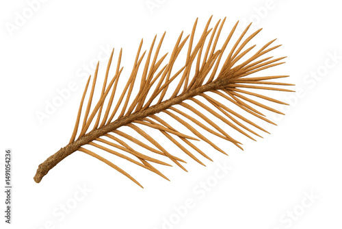 Pine branch closeup, dried texture highlighting natural woodgrain against transparent backdrop