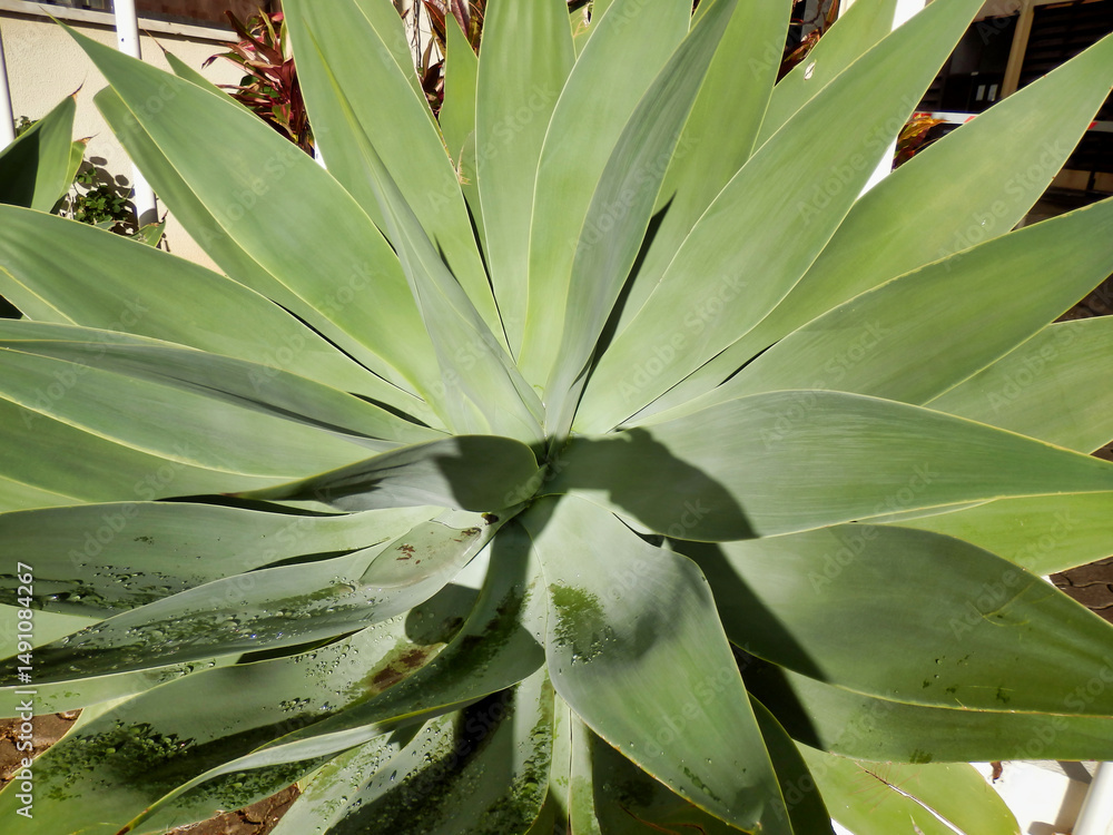 Giant Agave plant growing on the Island of Madeira
Giant Agave plant growing on the Island of Madeira
