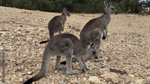 A close-up portrait of a curious kangaroos standing upright on rocky ground in Australian bushland. Perfect for wildlife, travel, and nature themes, showcasing unique Australian fauna.