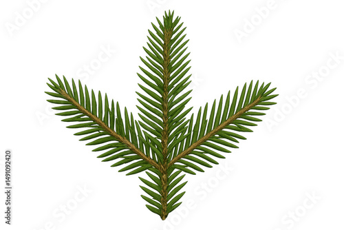 Pine branches spreading verdantly, intertwining elegantly in seasonal composition with crisp, transparent backdrop