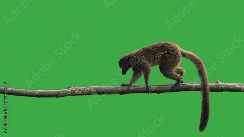 brown lemur walking on a log on green screen, slow motion