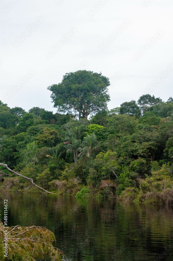 Obraz premium Amazonia Rain Forest