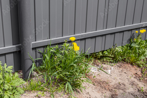 Weeds and dandelions next to the gray fence