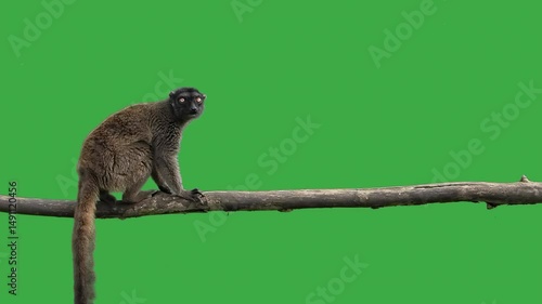 brown lemur standing on green screen, slow motion