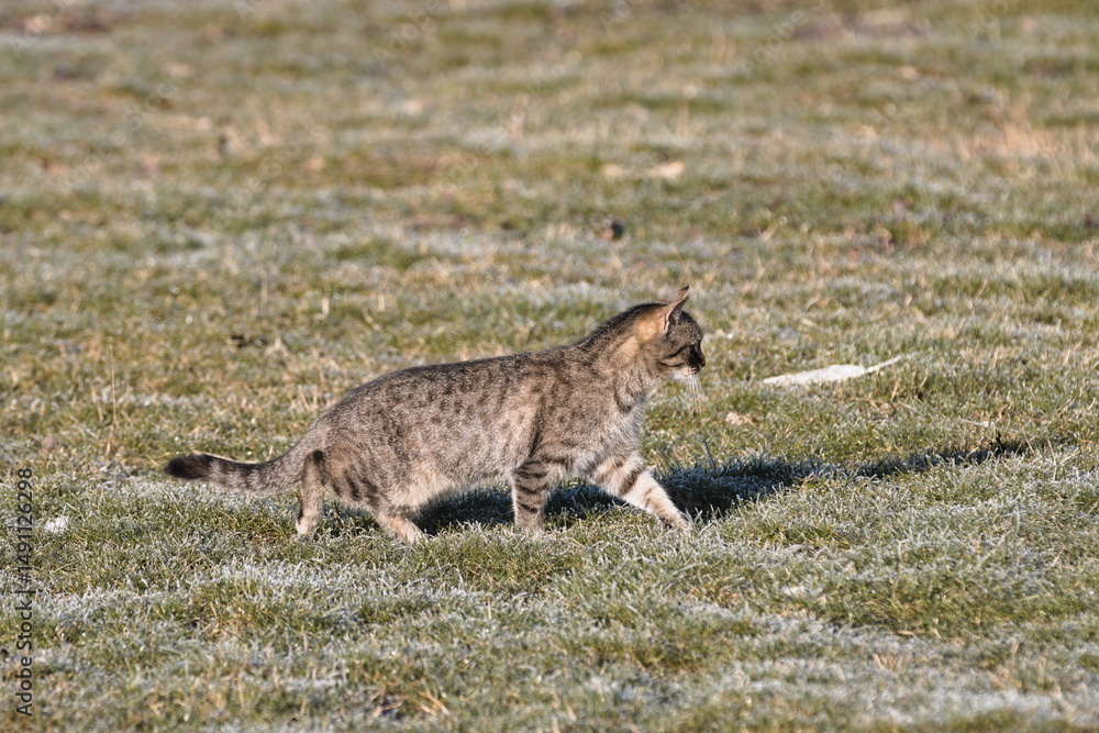 Fototapeta premium cat on the hunt