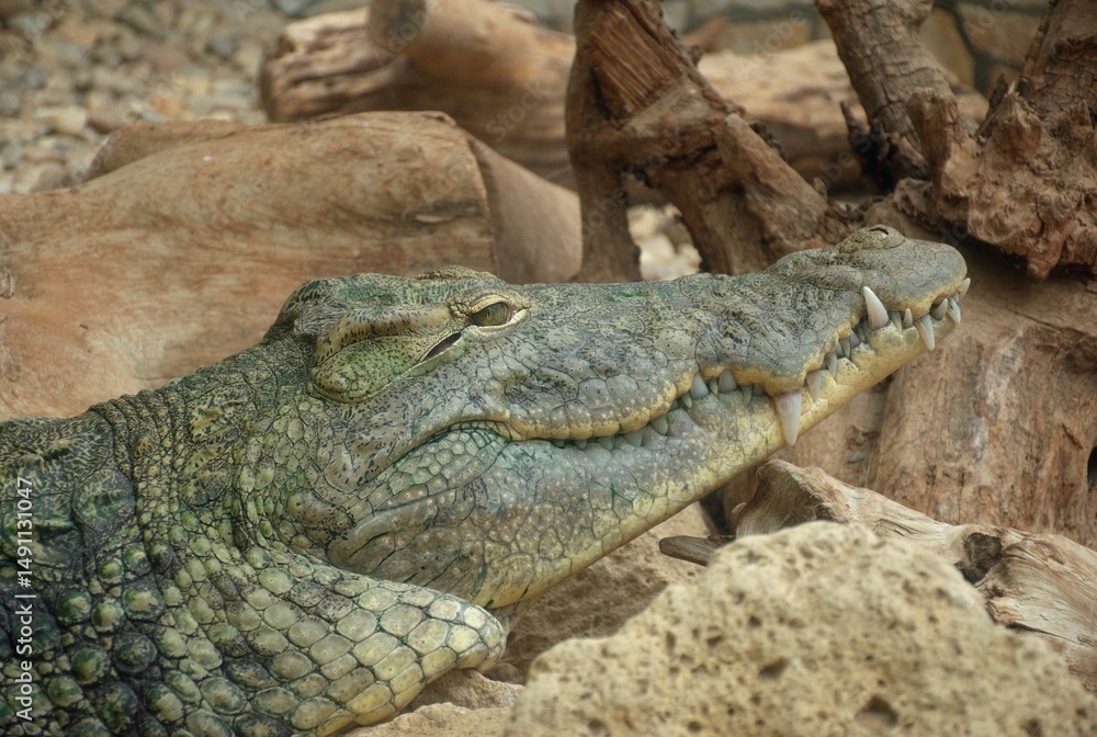 Fototapeta premium Close-up of a wild crocodile resting on dry rocks and driftwood in its natural habitat. The reptile displays sharp teeth, rough scaly skin, and powerful jaws. Apex predator, natural camouflage. Exotic