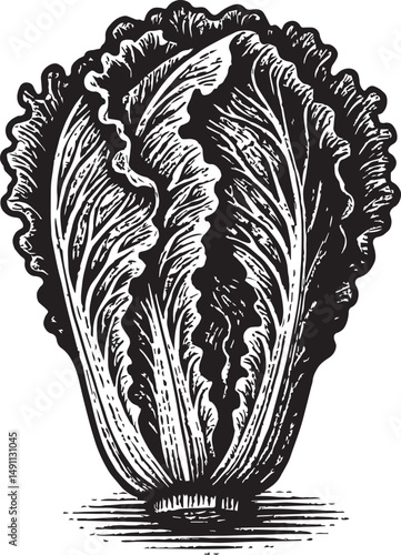 lettuce vegetable vector illustration