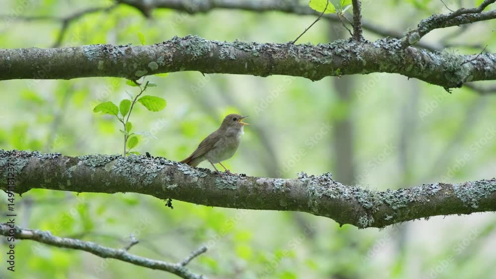 Nightingale Singing in the Rain Nightingale Singing in the Rain