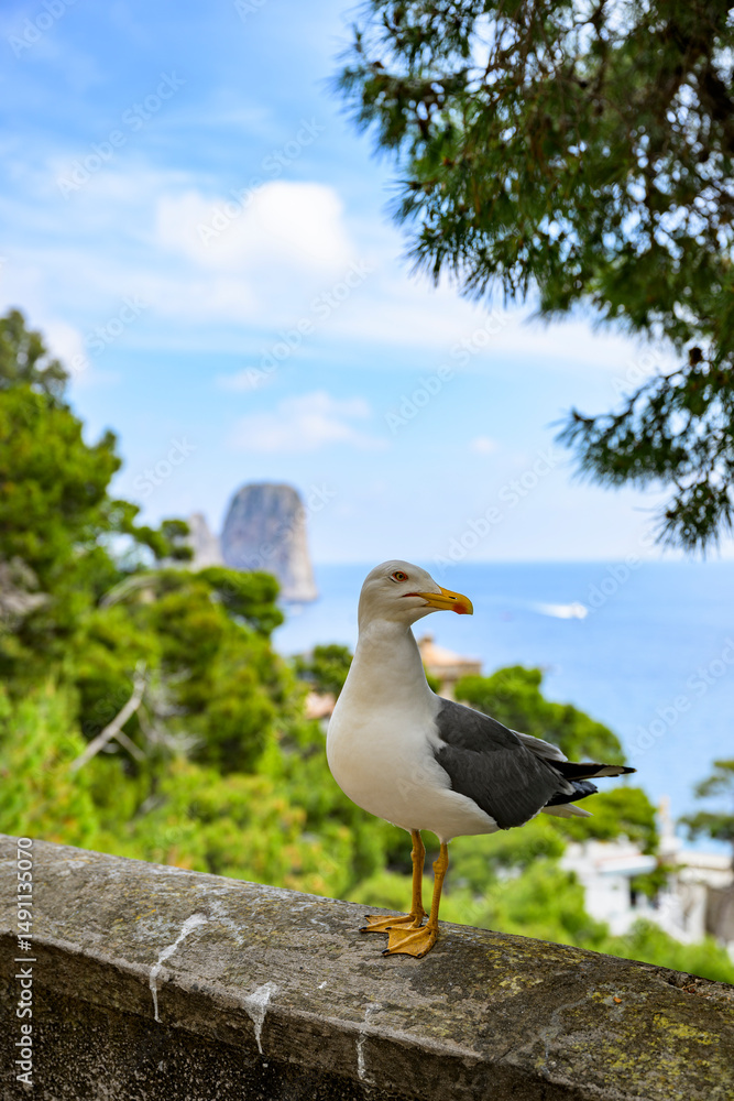 Fototapeta premium Capri