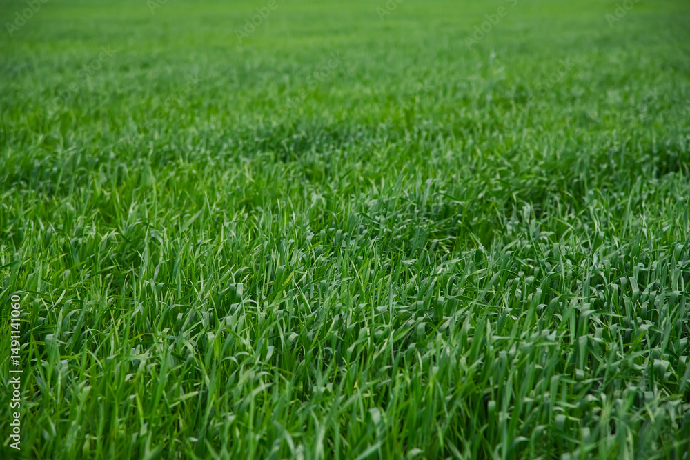 Green sprouts of winter wheat on the field Green sprouts of winter wheat on the field
