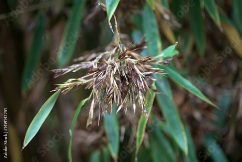 Inflorescence of a black bamboo, Phyllostachys nigra