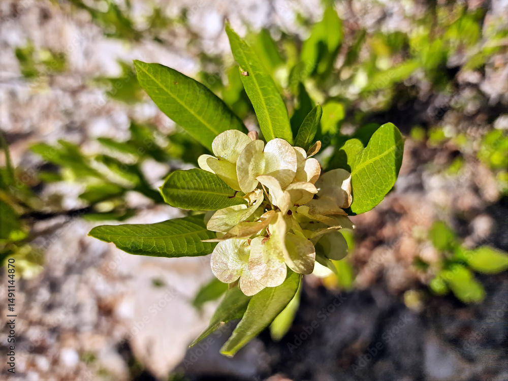 Φωτογραφία Fruits of a broadleaf hopbush, Dodonaea viscosa,