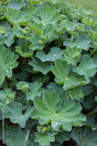 Lady's mantle, Alchemilla mollis plant