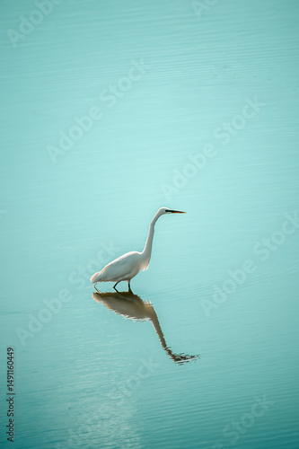 Foto A white heron stands in a turquoise colored body of water hunting for fish