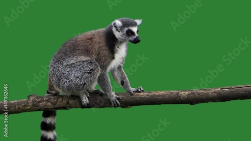 lemur looking in different directions slow motion green screen