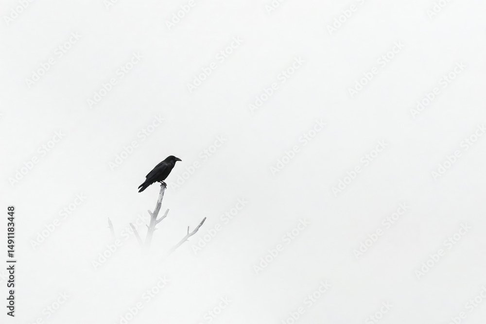 Obraz premium A lone crow sits on a branch in the fog. Space for text.