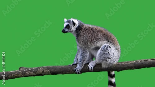 lemur looking in different directions slow motion green screen
