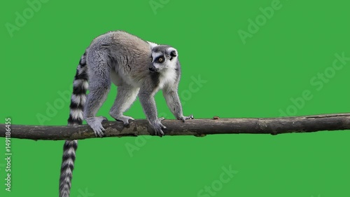 lemur looking in different directions on green screen slow motion