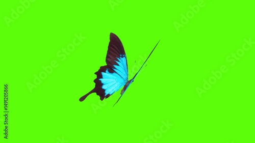 Blue butterfly flying green screen stock footage