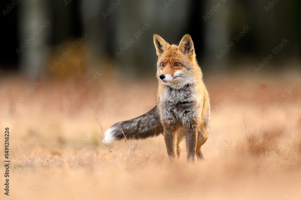 Obraz premium Red Fox ( Vulpes vulpes ) close up