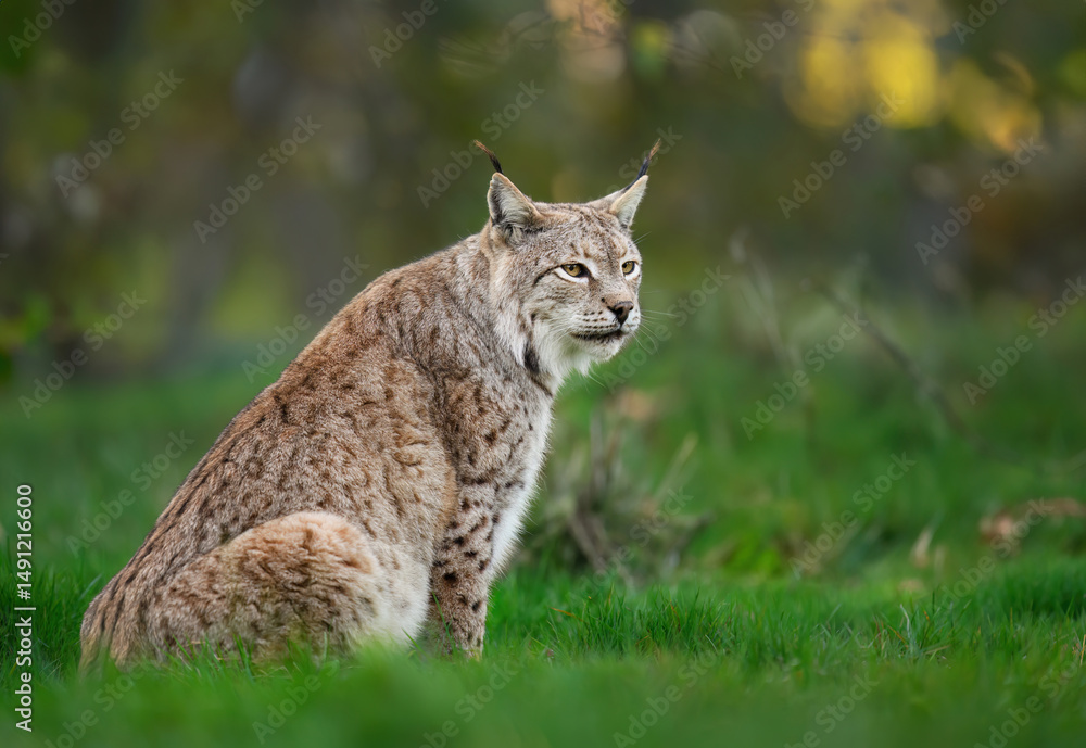 Eurasian lynx ( Lynx lynx ) close up Eurasian lynx ( Lynx lynx ) close up