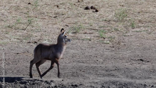  A waterbuck calf testing its legs