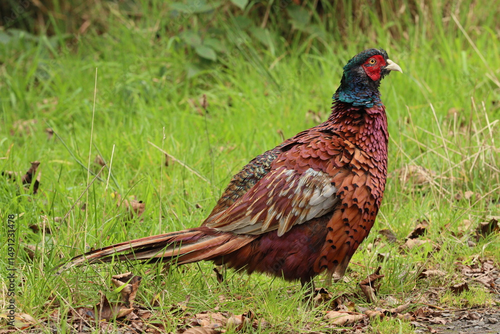 custom made wallpaper toronto digitalCommon ring necked pheasant on grassy, leafy ground, landscape format