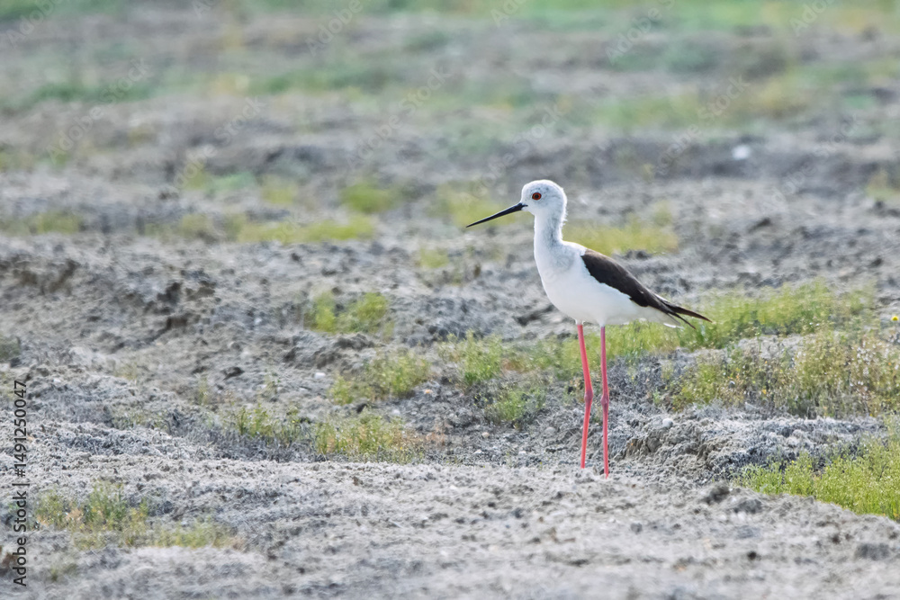 Fototapeta premium Uzunbacak » Black-winged Stilt » Himantopus himantopus