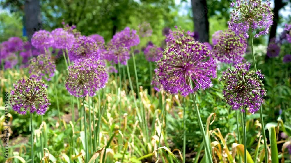 Ornamental Onion or Allium Globemaster Purple Plants in Summer Ornamental Onion or Allium Globemaster Purple Plants in Summer