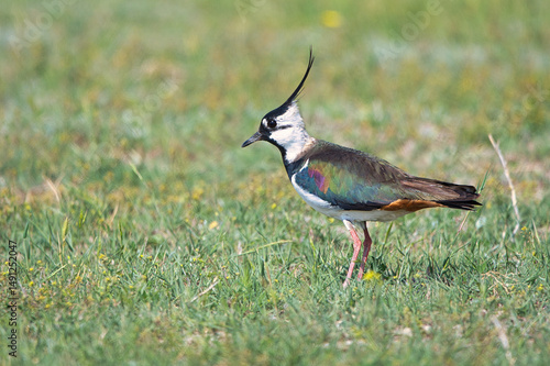 Kızkuşu » Northern Lapwing » Vanellus vanellus